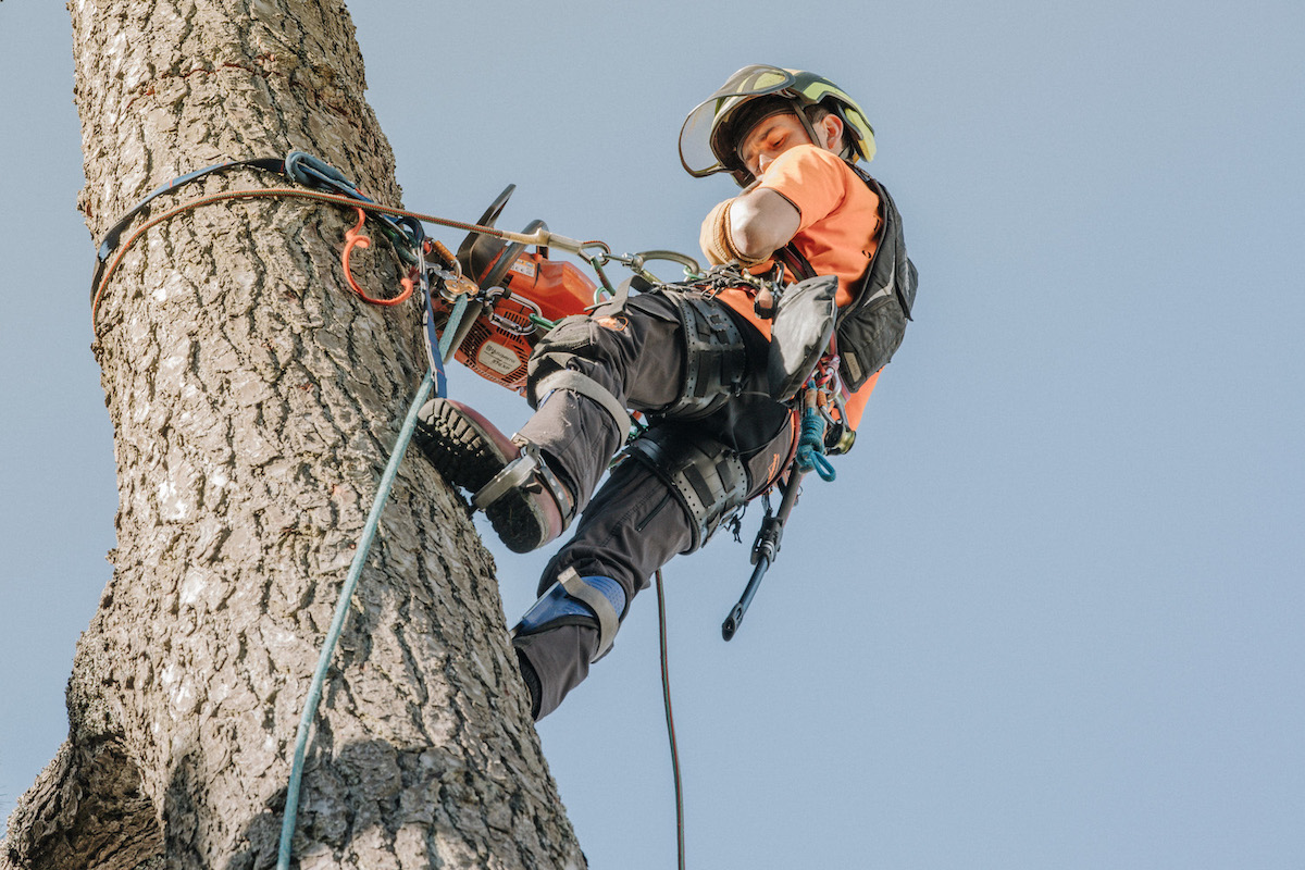 Kerne Élagage  Entretien des arbres en Finistère depuis plus de 30 ans