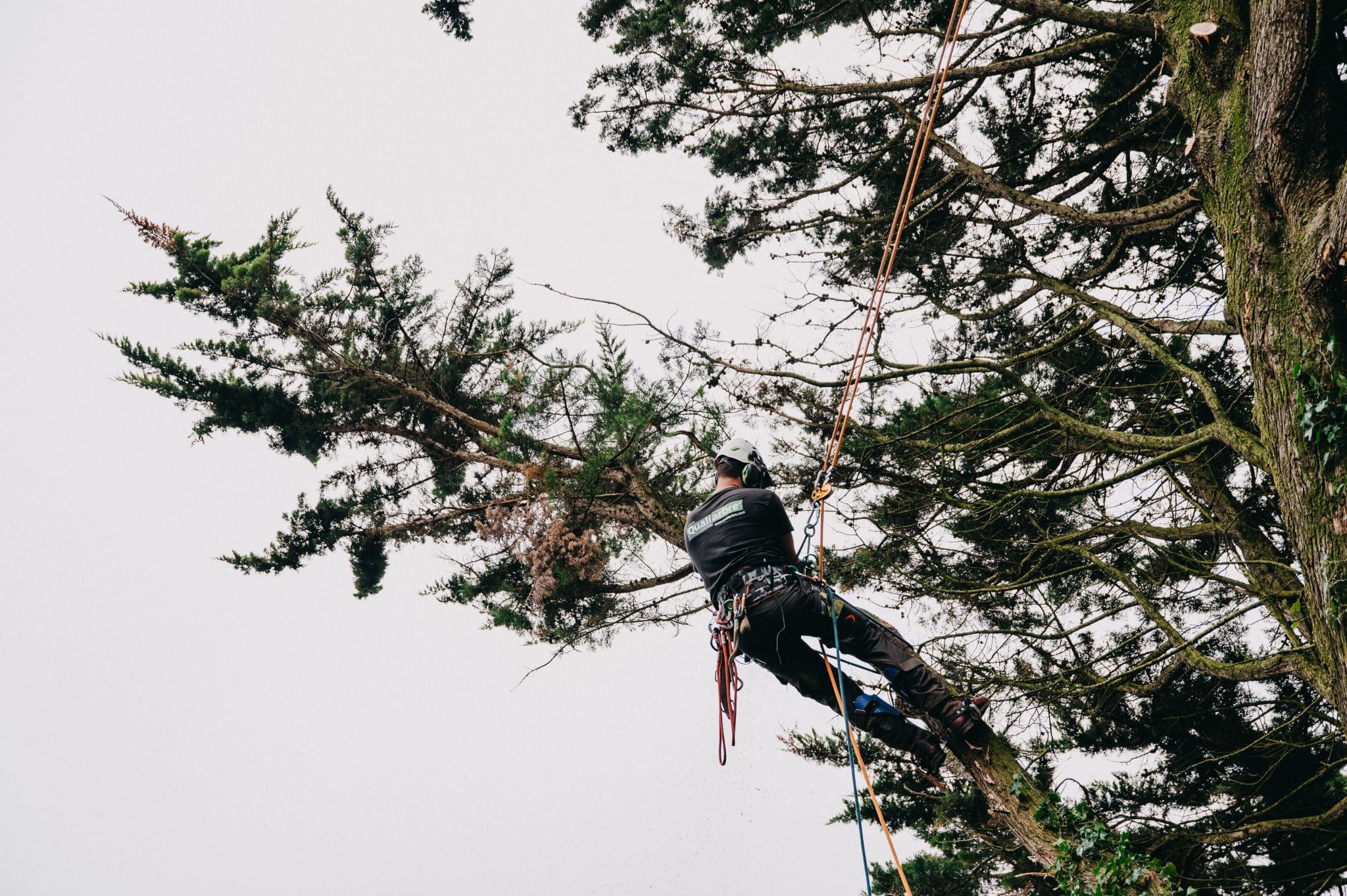 Abattage par démontage d&rsquo;un cyprès