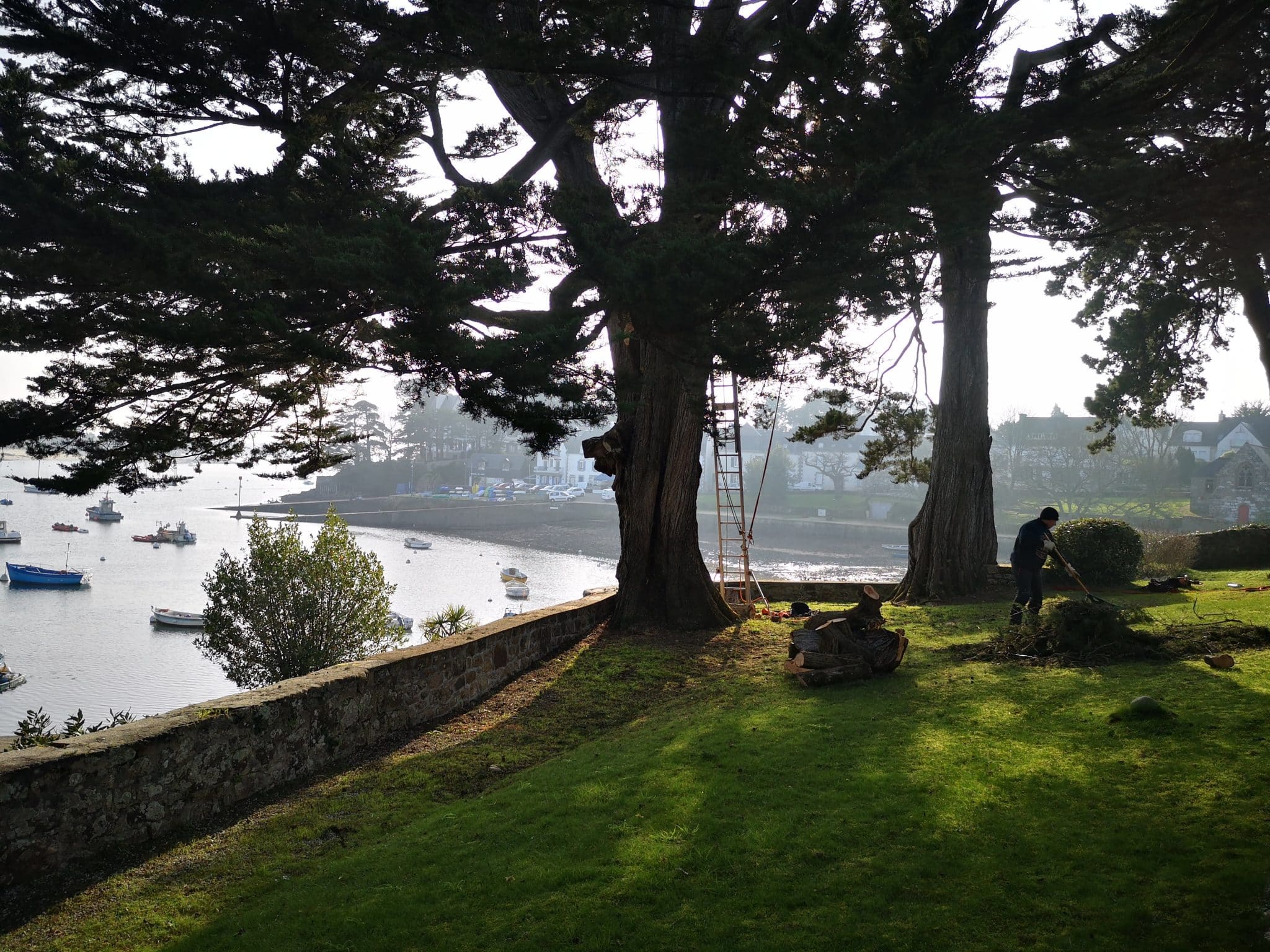 Taille d&rsquo;éclaircie de Cyprès et Pins